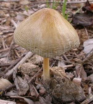 Verschiedenfarbiger Mistpilz, Foto 3