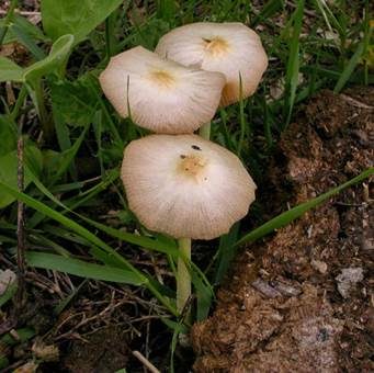 Verschiedenfarbiger Mistpilz, Foto 4