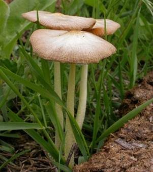 Verschiedenfarbiger Mistpilz, Foto 5