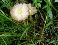 Verschiedenfarbiger Mistpilz, Foto 7