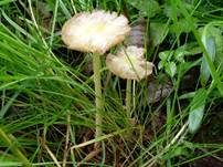 Verschiedenfarbiger Mistpilz, Foto 9