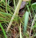 Verschiedenfarbiger Mistpilz, Foto 10