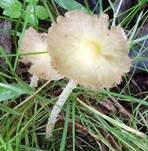 Verschiedenfarbiger Mistpilz, Foto 11