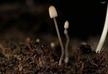 Verschiedenhaariger Tintling, Foto 12