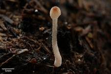 Verschiedenhaariger Tintling, Foto 18