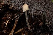 Verschiedenhaariger Tintling, Foto 25