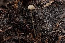 Verschiedenhaariger Tintling, Foto 26