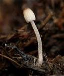 Verschiedenhaariger Tintling, Foto 29