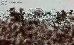 Verschiedenhaariger Tintling, Foto 33