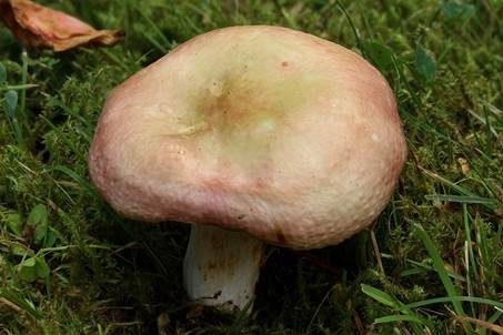 Vielfarbiger Täubling, Foto 3