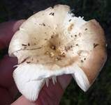 Vielfarbiger Täubling, Foto 12