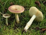 Vielfarbiger Täubling, Foto 5