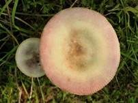 Vielfarbiger Täubling, Foto 6
