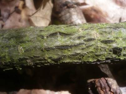 Vielfruchtige Kohlenbeere, Foto 2