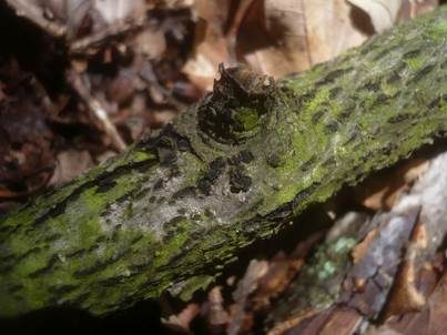Vielfruchtige Kohlenbeere, Foto 3