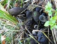 Vielgestaltige Holzkeule, Foto 13