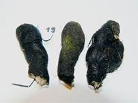 Vielgestaltige Holzkeule, Foto 14