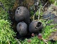 Vielgestaltige Holzkeule, Foto 18