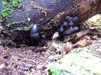 Vielgestaltige Holzkeule, Foto 19