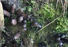 Vielgestaltige Holzkeule, Foto 25