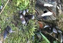 Vielgestaltige Holzkeule, Foto 27