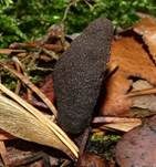 Vielgestaltige Holzkeule, Foto 31