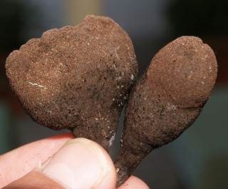 Vielgestaltige Holzkeule, Foto 5