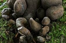 Vielgestaltige Holzkeule, Foto 40