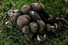 Vielgestaltige Holzkeule, Foto 41