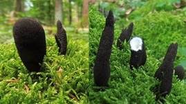 Vielgestaltige Holzkeule, Foto 45