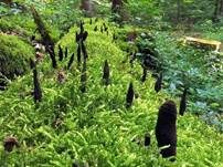 Vielgestaltige Holzkeule, Foto 46