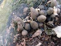 Vielgestaltige Holzkeule, Foto 7
