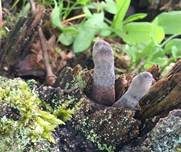 Vielgestaltige Holzkeule, Foto 9