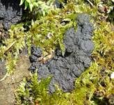 Vielgestaltige Kohlenbeere, Foto 14