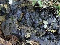 Vielgestaltige Kohlenbeere, Foto 5