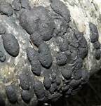 Vielgestaltige Kohlenbeere, Foto 7