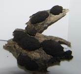 Vielgestaltige Kohlenbeere, Foto 8