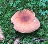 Brätling, Foto 31