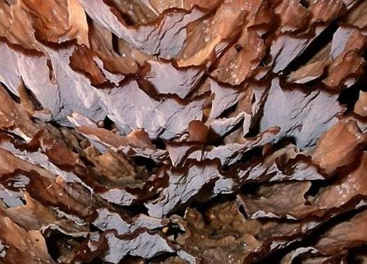 Vielgezonter Stielbecher, Foto 3