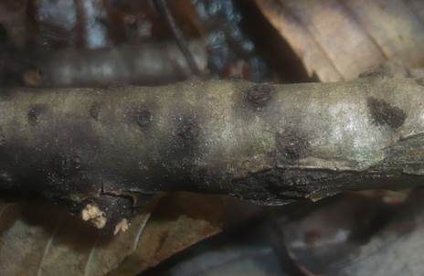 Vielperithecien Kernpilz, Foto 2