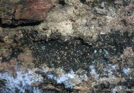 Viergeteilsporiger Kernpilz, Foto 3