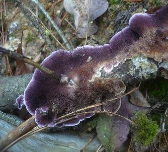 Violettblättling, Foto 2