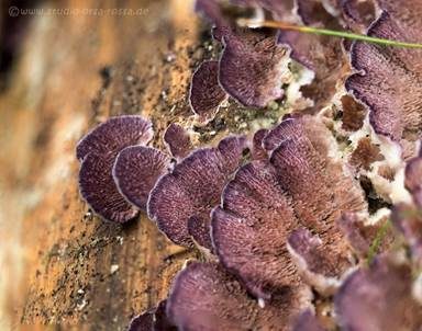 Violettblättling, Foto 5