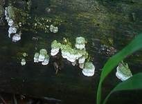 Violettblättling, Foto 6
