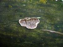 Violettblättling, Foto 10
