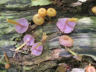 Violettblättriger Nabeling, Foto 2