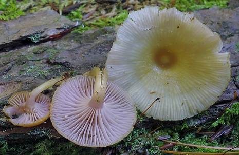 Violettblättriger Nabeling, Foto 3