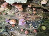 Violettblättriger Nabeling, Foto 12