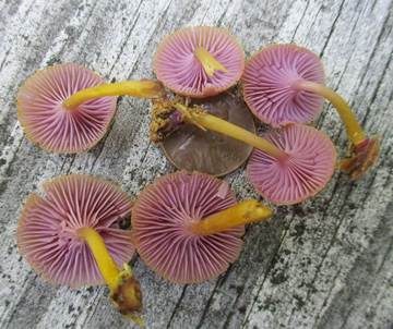 Violettblättriger Nabeling, Foto 4
