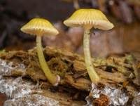 Violettblättriger Nabeling, Foto 6